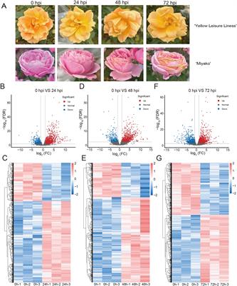 Identification and analysis of major latex protein (MLP) family genes in Rosa chinensis responsive to Botrytis cinerea infection by RNA-seq approaches